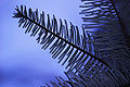 Grand Fir (Abies Grandis)