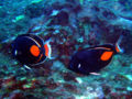 Achilles Tang (Acanthurus achilles) Genus: Acanthurus