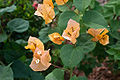 Common-name (Bougainvillea glabra)