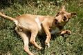 Miniature Pinscher