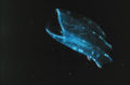 Ctenophora eating plankton