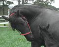 Friesian (E. caballus )