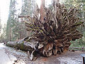 Giant sequoia (S. Giganteum) This tree is known as the "Fallen Monarch"