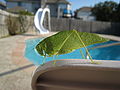 Thumbnail for version as of 06:11, 2 December 2009