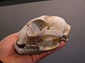 Thumbnail for version as of 04:12, 8 February 2011