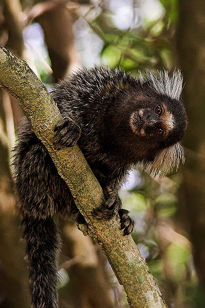 File:Marmoset copy.jpg
