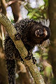 Thumbnail for version as of 23:58, 23 February 2010