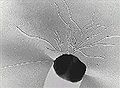 Furiosus (Pyrococcus furiosus) Phylum: Euryarchaeota