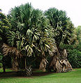 Thumbnail for version as of 23:51, 20 April 2011