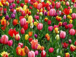 Tulips-52125 640.jpg