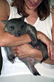 Thumbnail for version as of 04:04, 30 November 2008