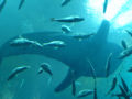 Whale Shark: The largest shark