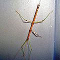 northern walkingstick (Diapheromera femorata)