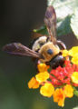 a bumblebee looking for polon