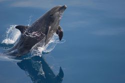 Bottlenose Dolphin.jpg