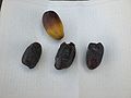 Dates (Ammari) Species:Phoenix dactylifera