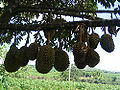Durian (Durio zibethinus Murray)