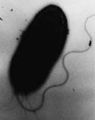 A bacterium with a whip-like flagellum.