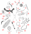 Thumbnail for version as of 11:22, 11 November 2009