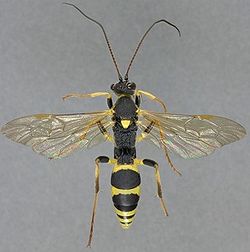 Ichneumon wasp.jpg