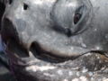 Closeup of face