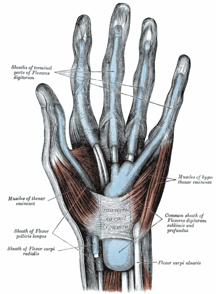 File:Muscles of the hand.gif