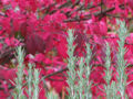 Leaves of Rosemary