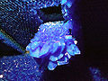 Thumbnail for version as of 04:18, 20 March 2009
