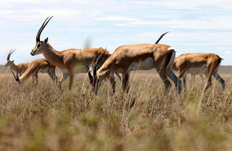 File:Tibetan antelope1 .jpg