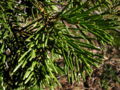 Whtie fir topside