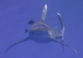 This is another picture of an oceanic whitetip shark.