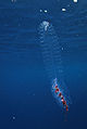 Thumbnail for version as of 03:24, 4 December 2011