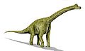 Brachiosaurus Family: Brachiosauridae