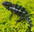 Furcifer pardalis (species native of Madagascar). Genus: Furcifer