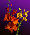 Gladiolus (Gladiolus)