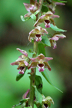 Helleborine.jpg