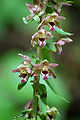 Thumbnail for version as of 15:33, 25 May 2009