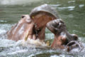 Thumbnail for version as of 02:14, 12 February 2007