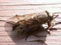 Horse Fly (Diptera) Subtaxa:Brachycera