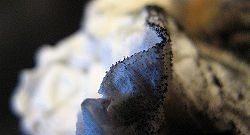 MOLD 5.jpg