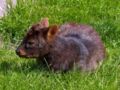 pudu pudu (smallest deer in the world)