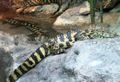 Spectacled Caiman (C. crocodilus)