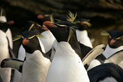 The Falkland Island Penguins.jpg