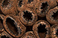 Devil's Urn (Urnula craterium) Phylum: Ascomycota