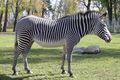 Grevy's Zebra (Equus grevyi)