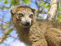 Crowned Lemur (Eulemur coronatus) Family: Lemuridae