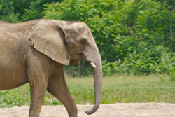 African elephant 2.jpg