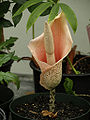 Thumbnail for version as of 01:51, 17 May 2010