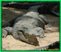 Crocodile (Crocodylidae) Crocodile at Chennai Crocodile Bank.