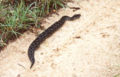Notice the adder's thick body and short tail compared to its size. Also it isn't moving in a normal serpentine slither
